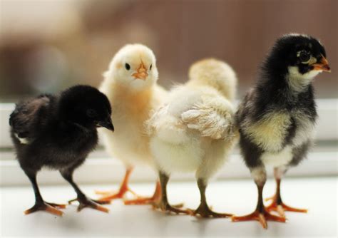 photos of chicks